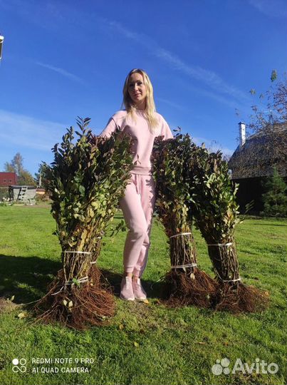 Кизильник блестящий