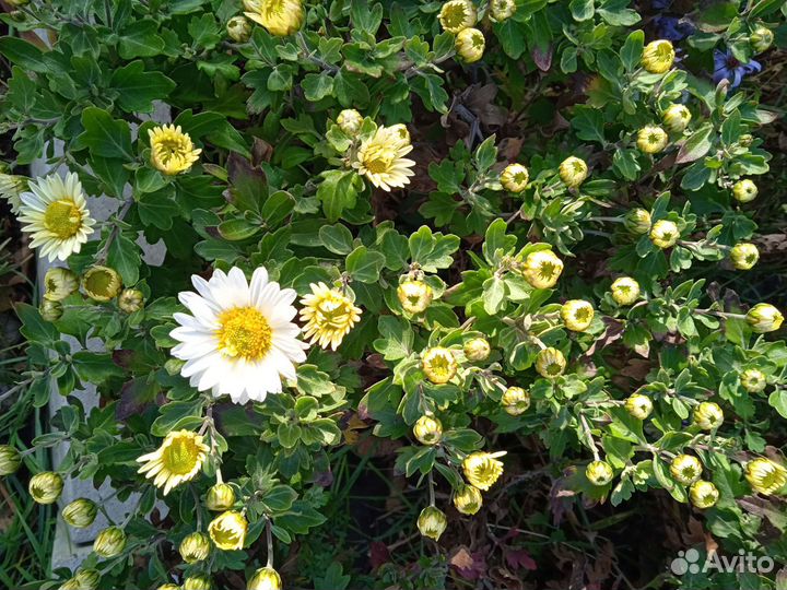 Цветы для сада