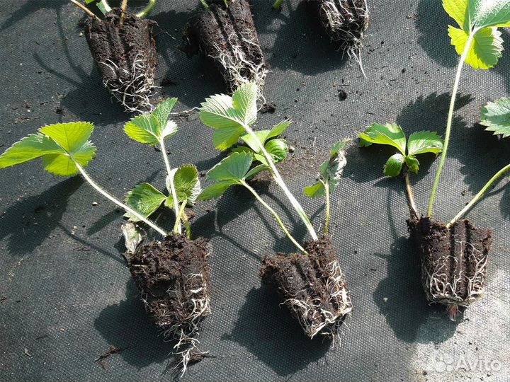 Рассада клубники. Для теплиц