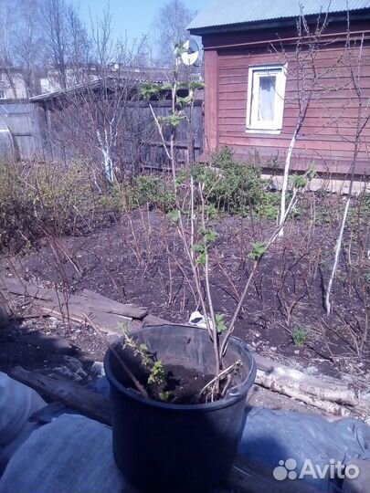 Саженцы крупноплодной черной смородины