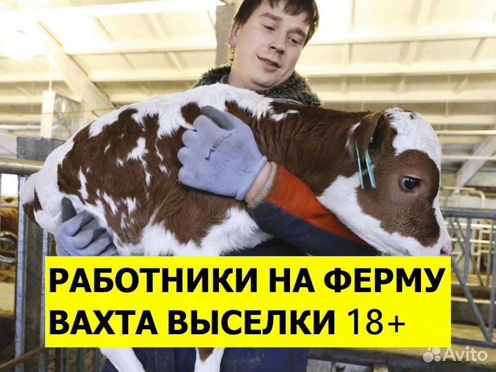 Радотник фермы вахта / Уход за телятами