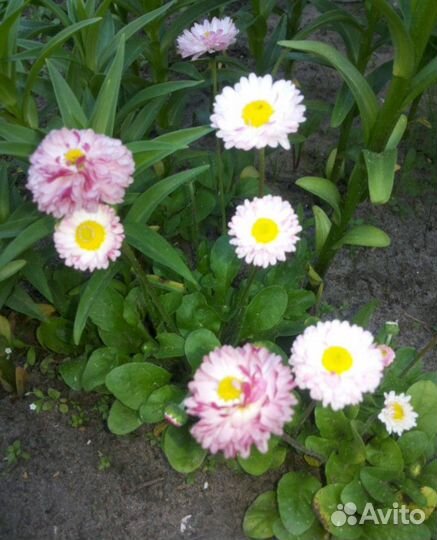 Маргаритки примула