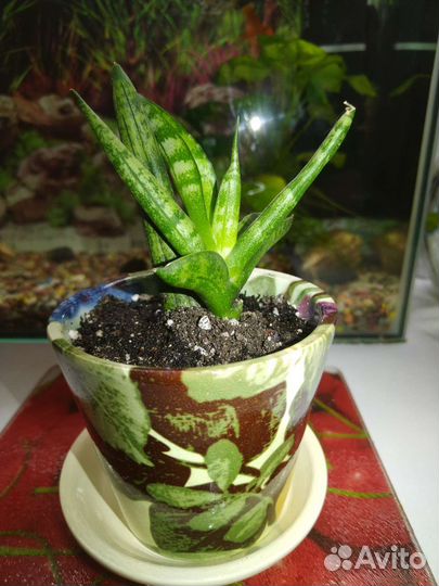 Сансевиерия