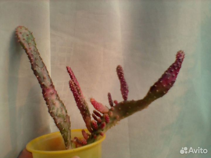 Опунция с вишневым и белым варом