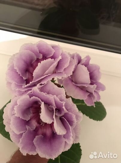 Глоксиния махровая