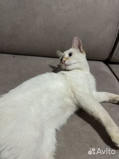 Отдам котенка в добрые руки