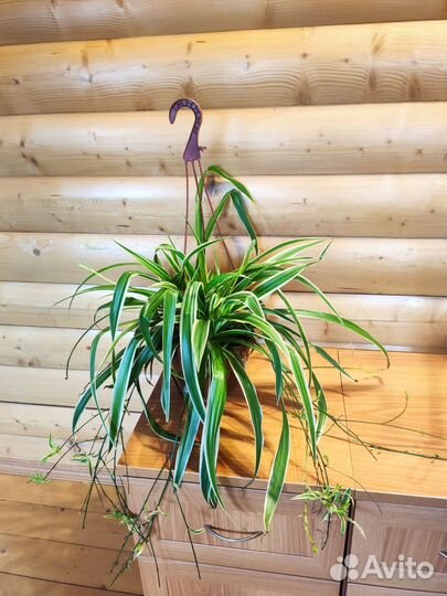 Хлорофитум океан