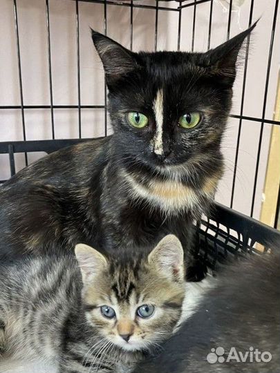 Кошечка в добрые руки