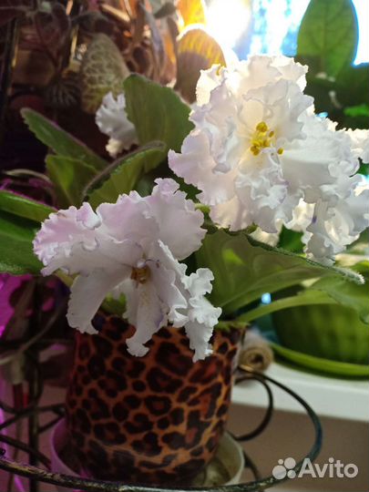 Фиалка белая сорт Айсберг