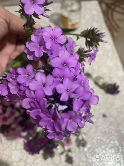 Флокс метельчатый сортовой