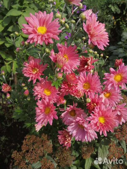 Хризантема