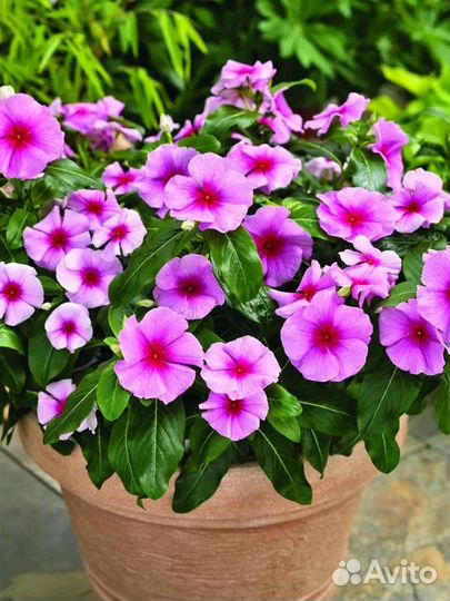 Катарантус семена