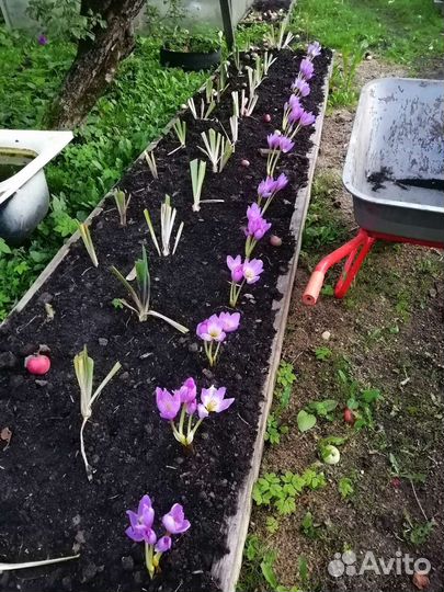 Луковицы Безвременника-Крокуса