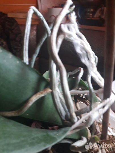 Орхидея фаленопсис