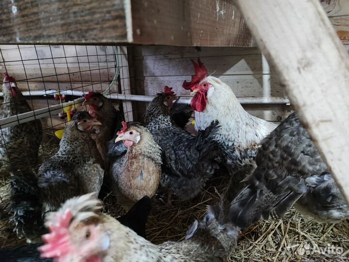 Инкубационное яйцо Легбар кремовый