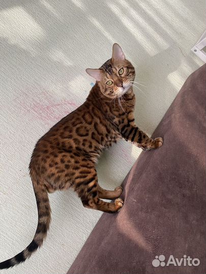 Бенгальский кот вязка