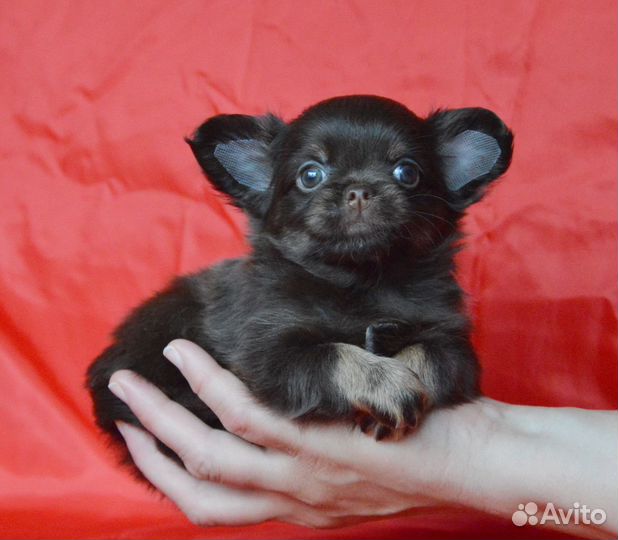 Очень красивые чиходетки