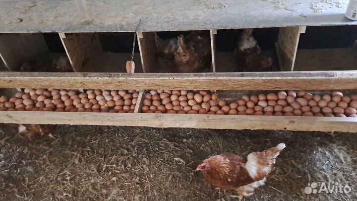 Домашние куриные яйца