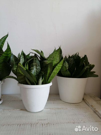 Сансевиерия щучий хвост