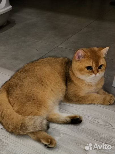 Кот британский. Вязка