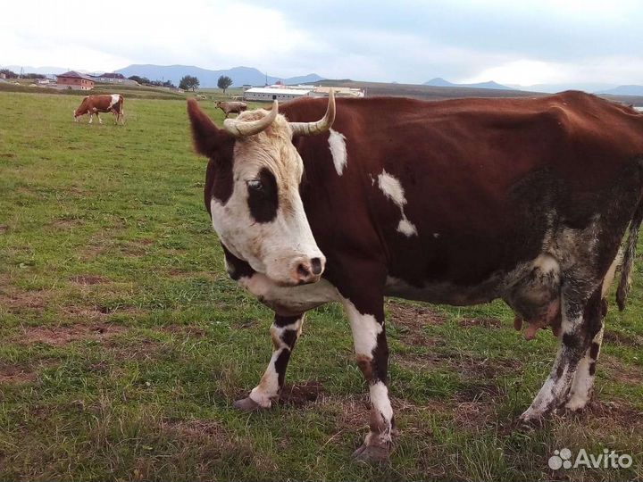 Корова дойная