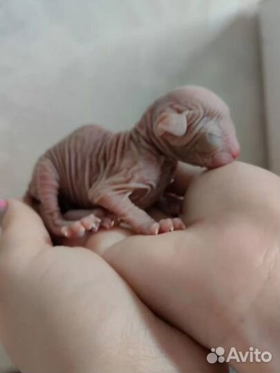 Канадский Сфинкс Эльф Вязка