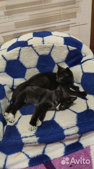 Котята в добрые руки бесплатно