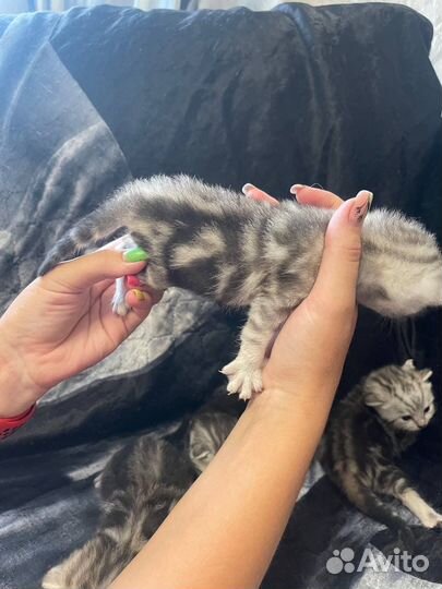 Шотландские вислоухие котята мраморные