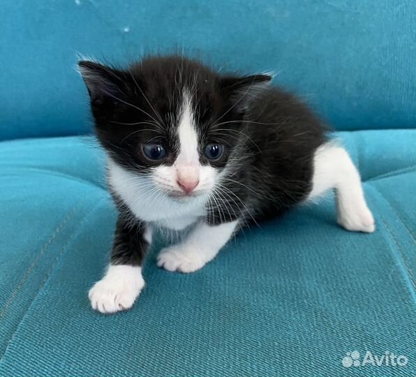 Кошка в дар