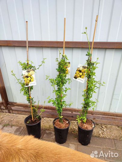 Жасмин голоцветковый(Jasminum nudiflorum )