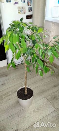 Фикус Бенджамина 90 см