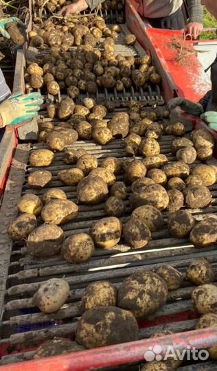 Семенной картофель, сорт гала