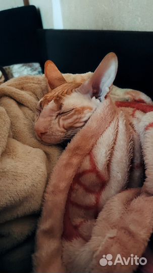 Донской сфинкс