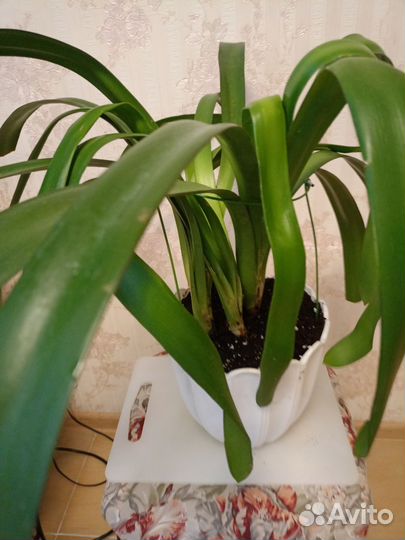 Комнатные цветы кливия
