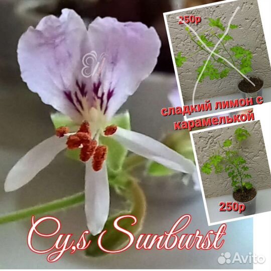 Пеларгония герань сортовая