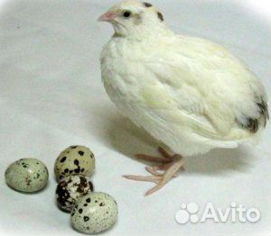 Инкубационное яйцо Техасских белых перепелов