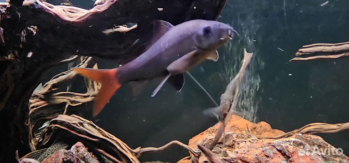 Лабео биколор