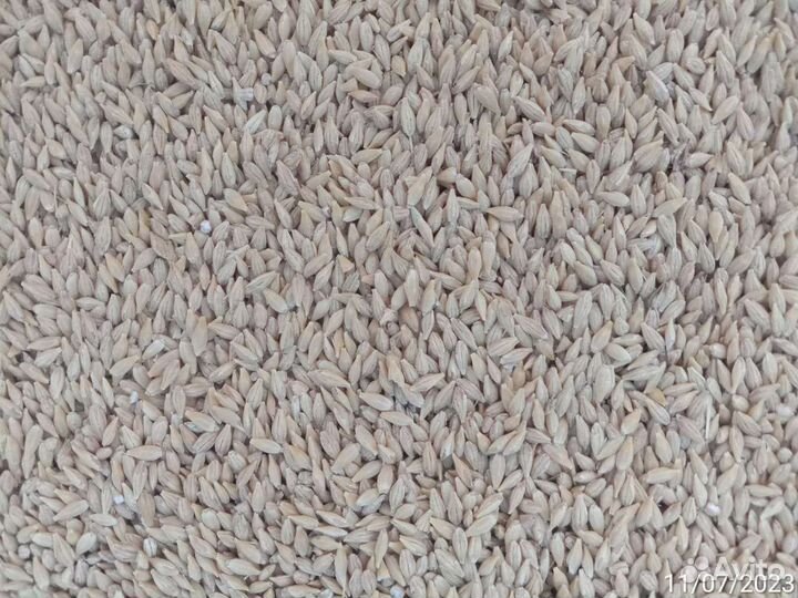 Зерно пшеница, ячмень