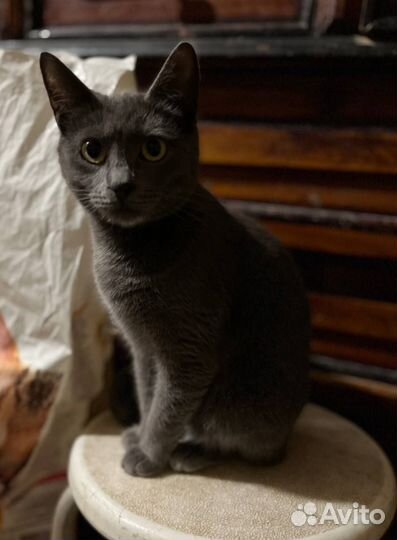 Кошка в дар