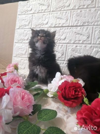 Котики мейн-кун с документами