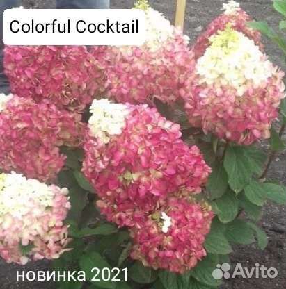 Гортезия метельчатая