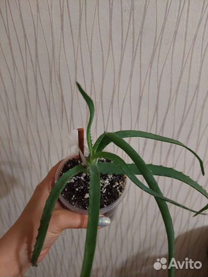 Алоэ столетник