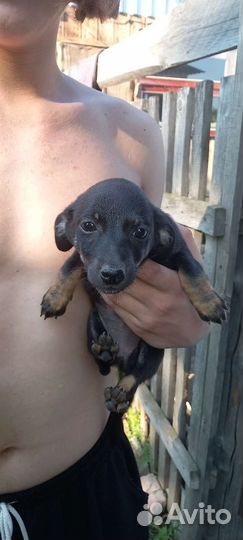 Щенки от маленькой собоки бесплатно