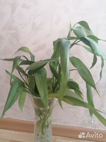 Бамбук с корешками