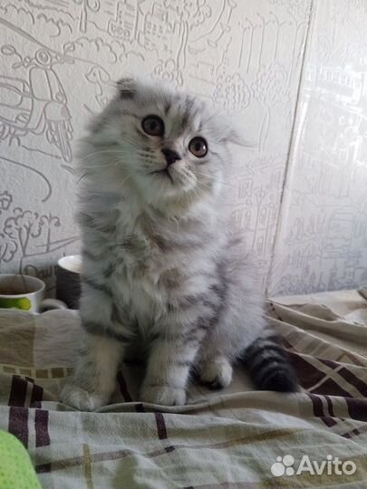 Шотландская вислоухая принцесса хайленд фолд