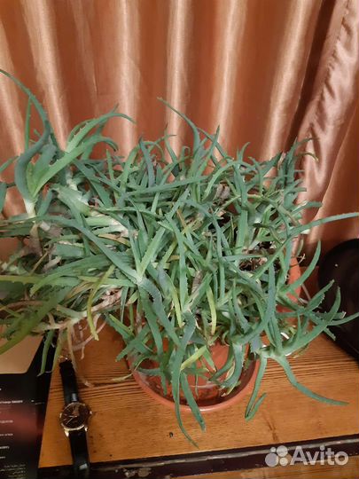 Алоэ столетник