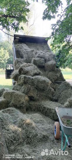 Сено луговое в тюках