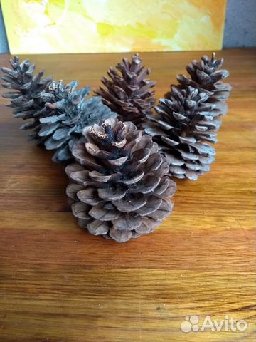 Шишки сосновые большие