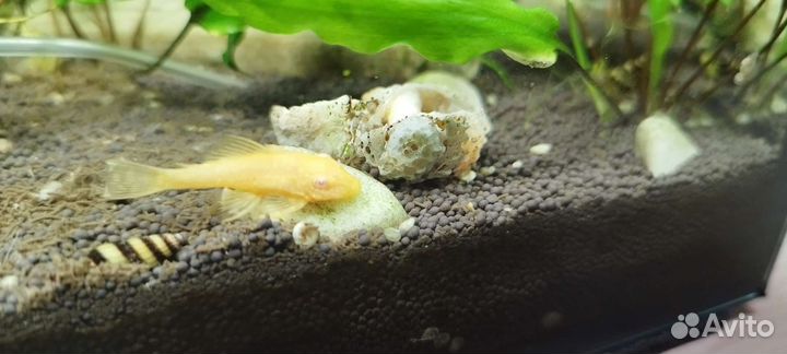 Сомики анциструсы золотые