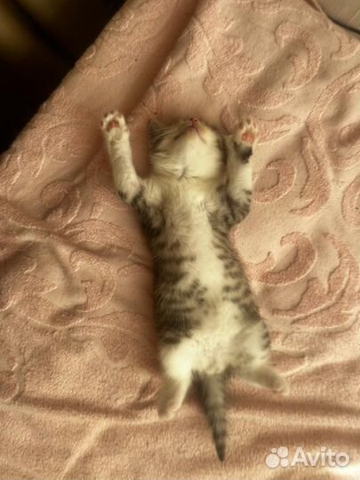 Котенок мальчик бесплатно